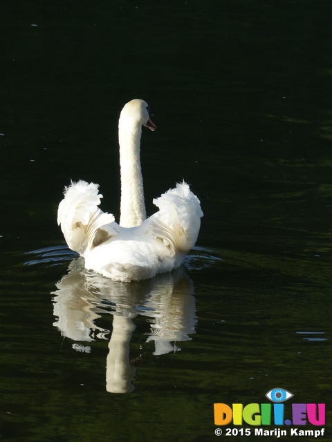 FZ016697 Mute Swan (Cygnus olor) by campsite